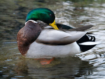 Duck! - Kostenloses image #470803